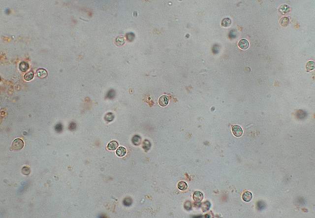 Camarophyllopsis atrovelutina  (Romagn.)  Argaud